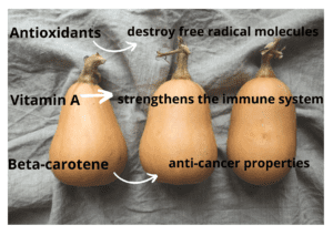 butternut squash 